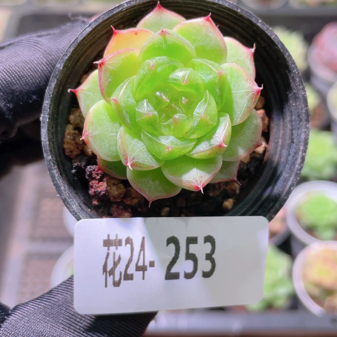 花利美24-253海王
