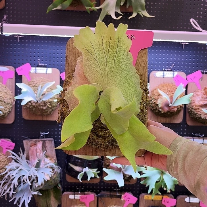 完全开放Stemfern 混播