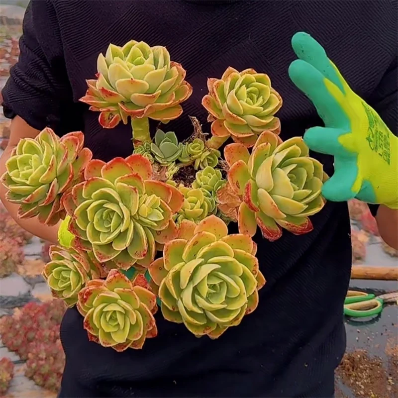 零花钱多肉   盆栽星娜塔  多肉植物