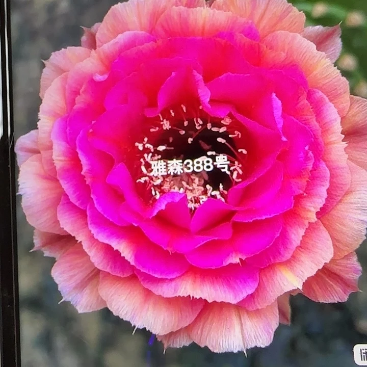 雅森388号 自根球7公分左右