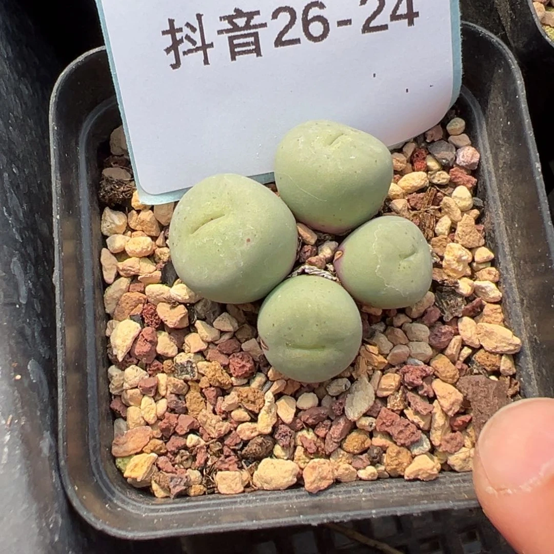 26-24红嘴多肉植物，