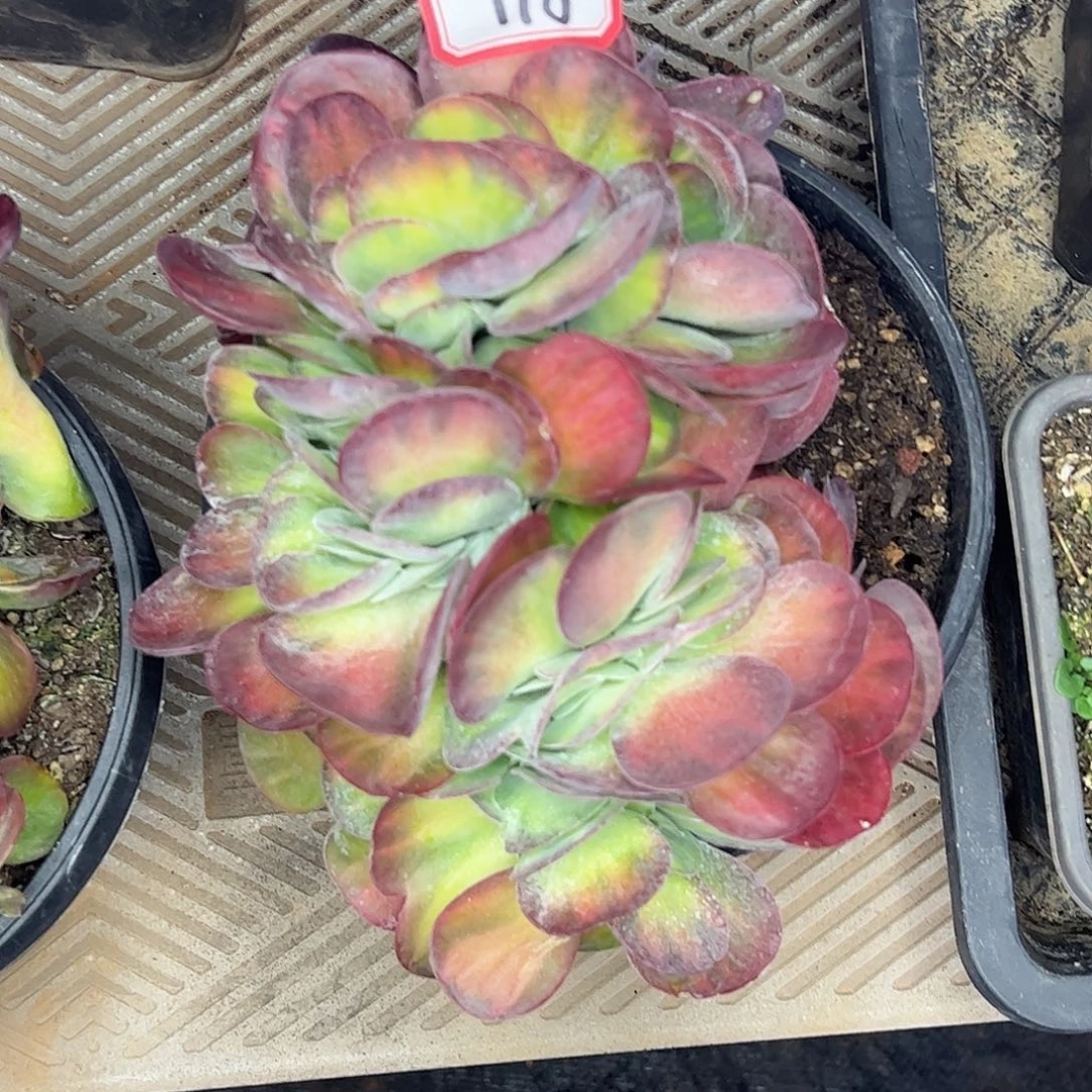 118号唐印锦缀，一物一拍