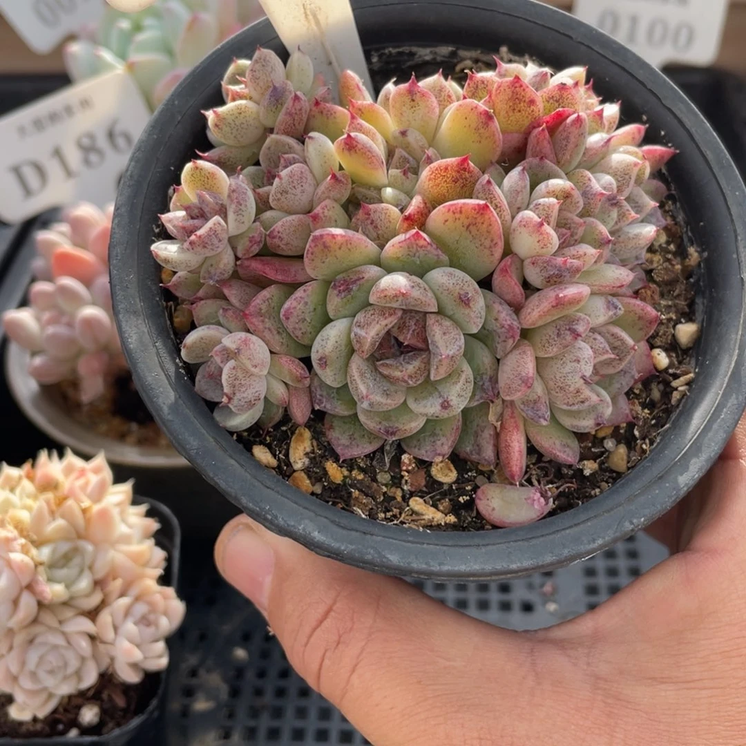 0116赤水晶不带盆13厘米