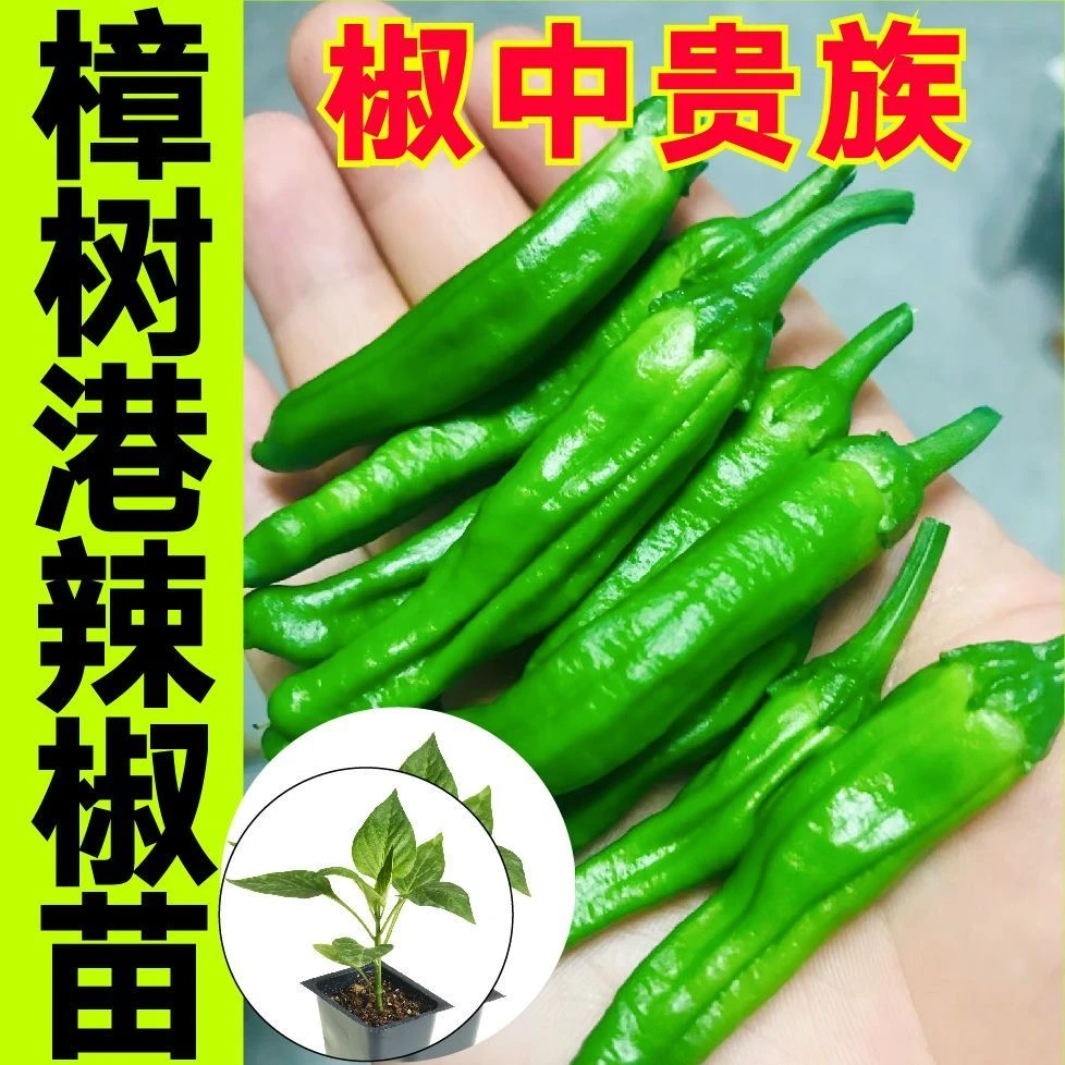 【樟树港】樟树港辣椒苗带土壮苗七彩椒苗浇水就活
