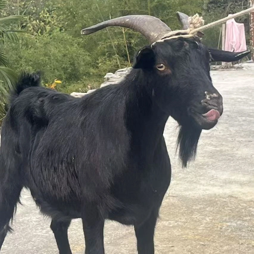 （阿武优选专属）湖南湘西黑山羊赶集农户自产自销现称现选农产品