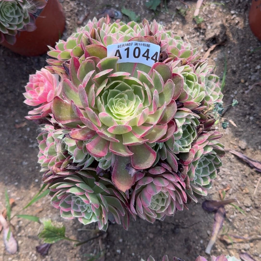 1044孔雀翎多肉植物