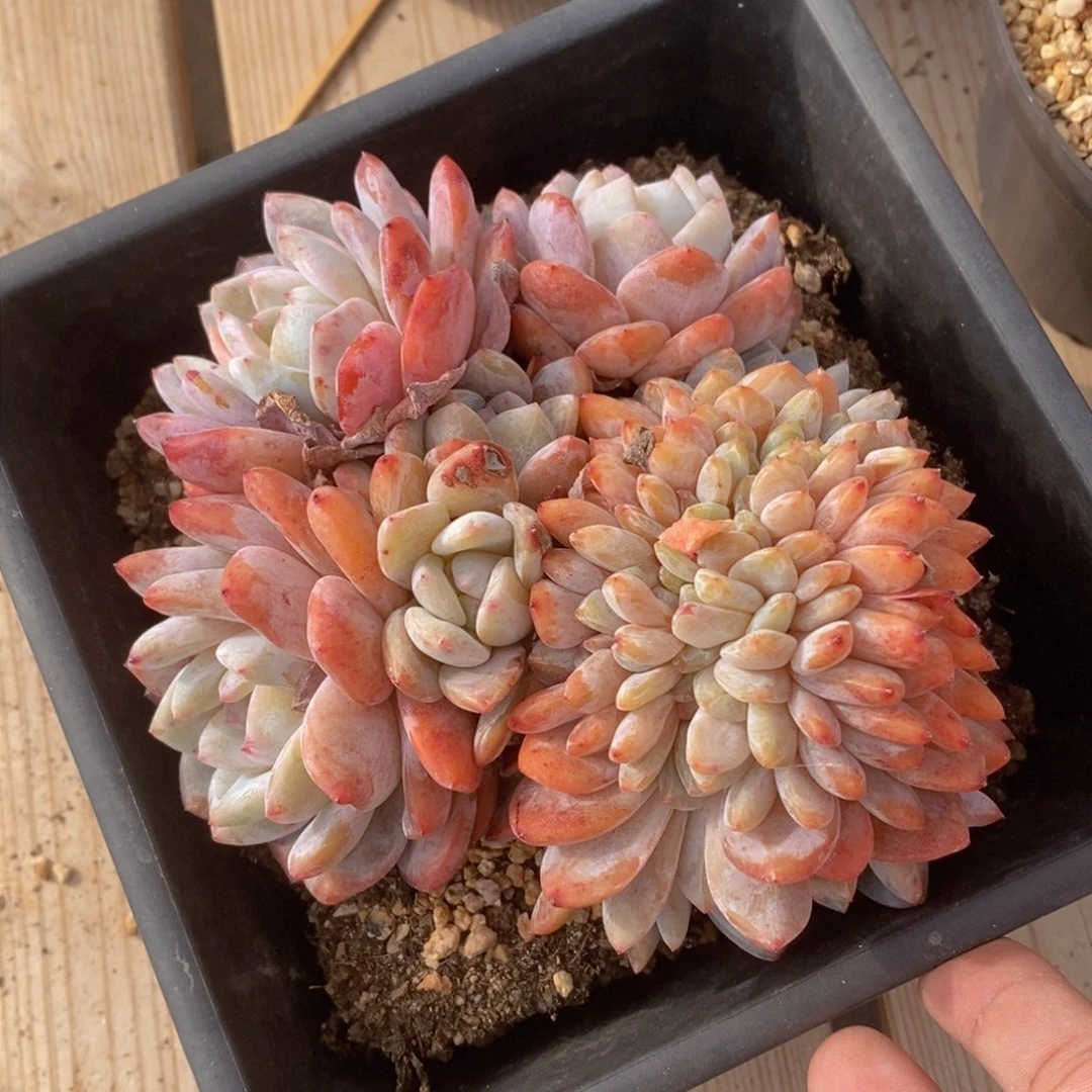 可问主播品种，下滑链接更多品种多肉选择