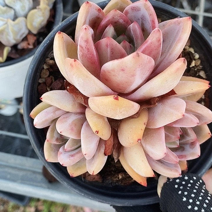 香槟2456788@k k l l l