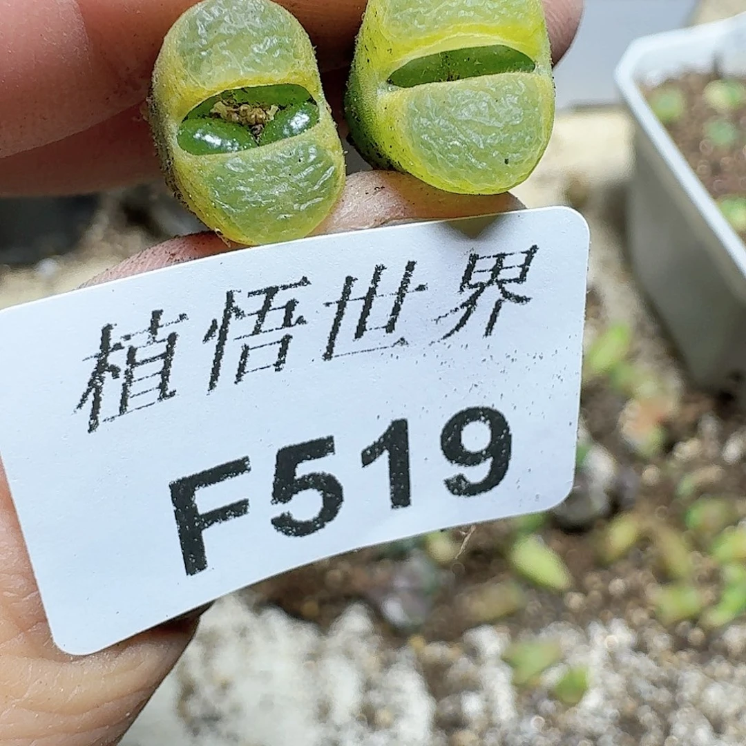 519盒的日子群发多肉植物哇v