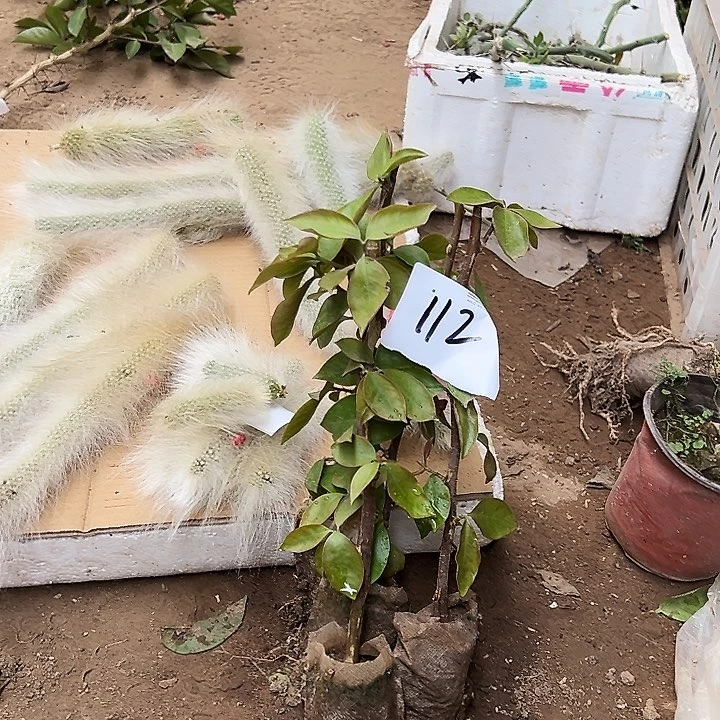 30公分叶仙四颗编号112