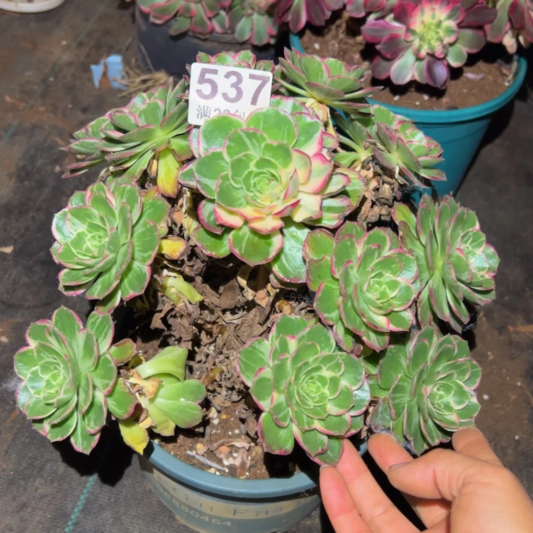 多肉植物537万花筒不包断枝