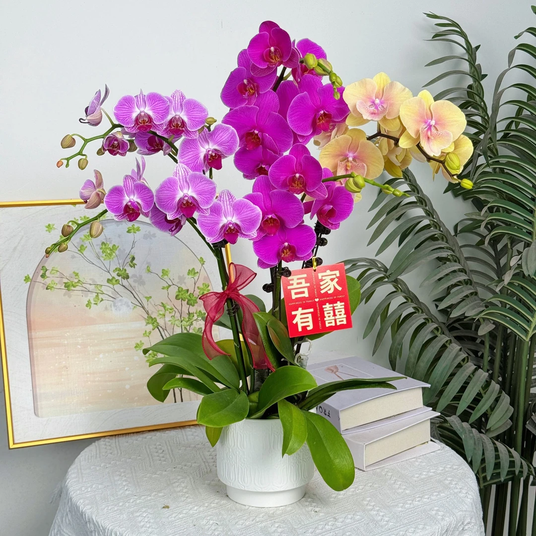 妗画【全家福】蝴蝶兰鲜花精致组盆 开花株 室内绿植