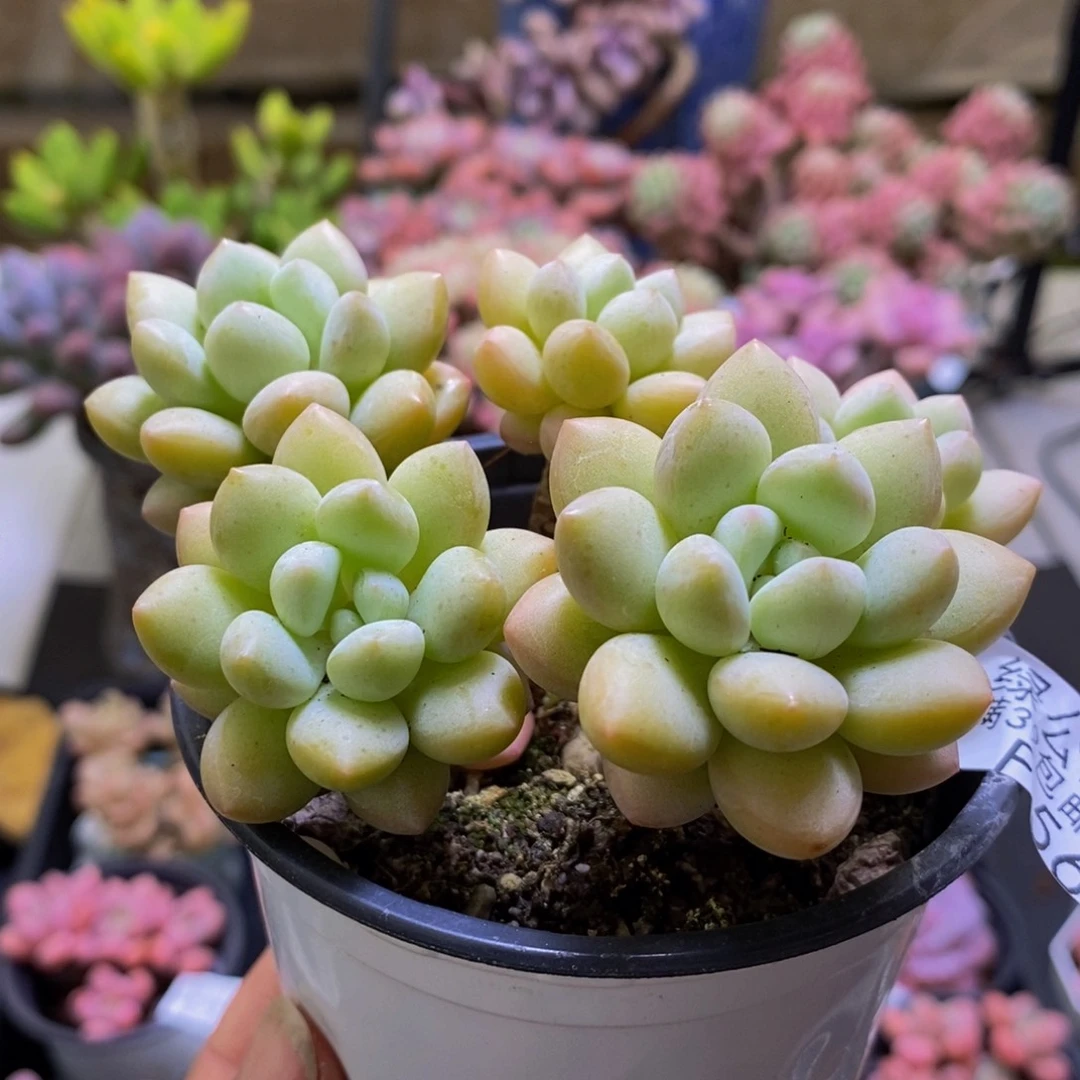 568泡泡糖9cm多肉