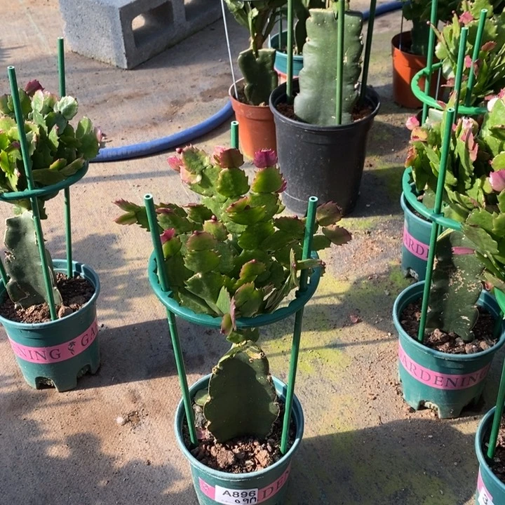 当前无花栽培后可以开花执***年896嫁接037