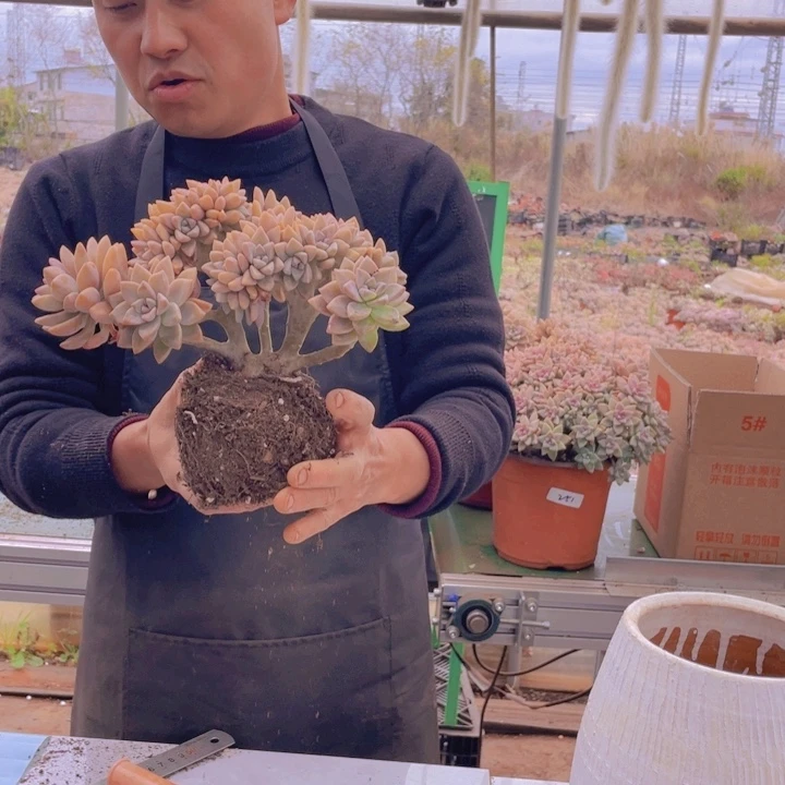 271 淡雪缀化一物一拍