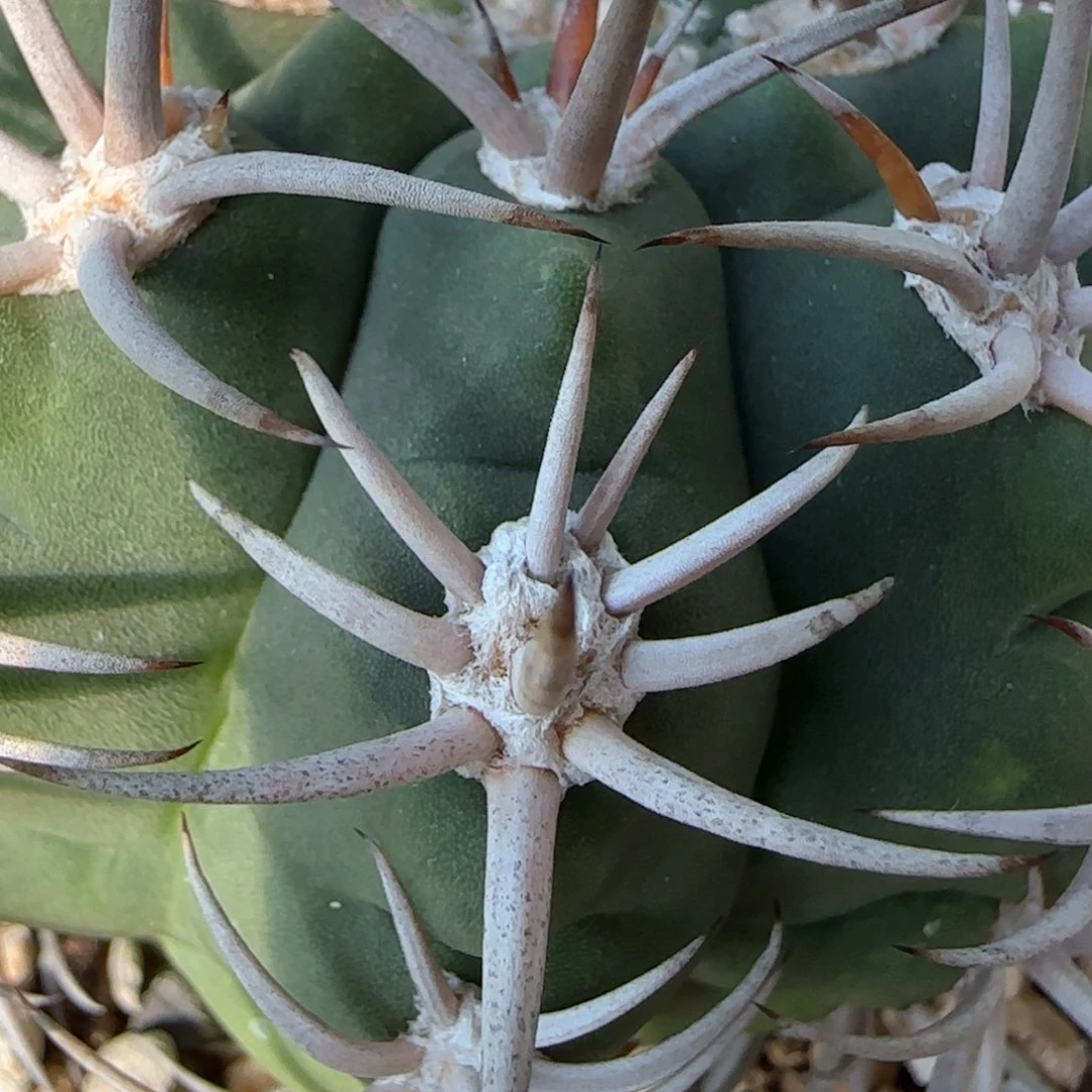 实生 脱土发 1111111