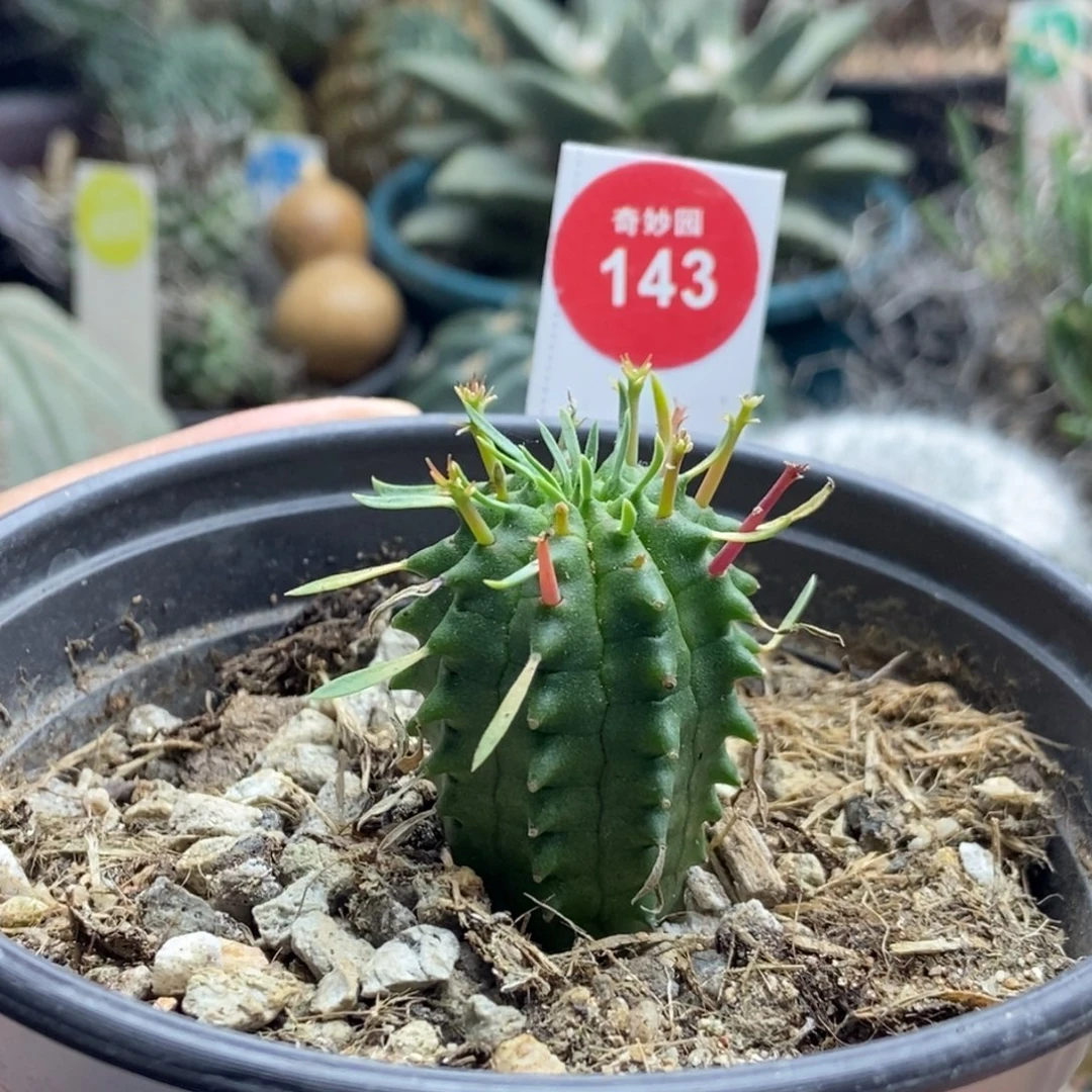 实生红刺群星冠2.8cm一棵