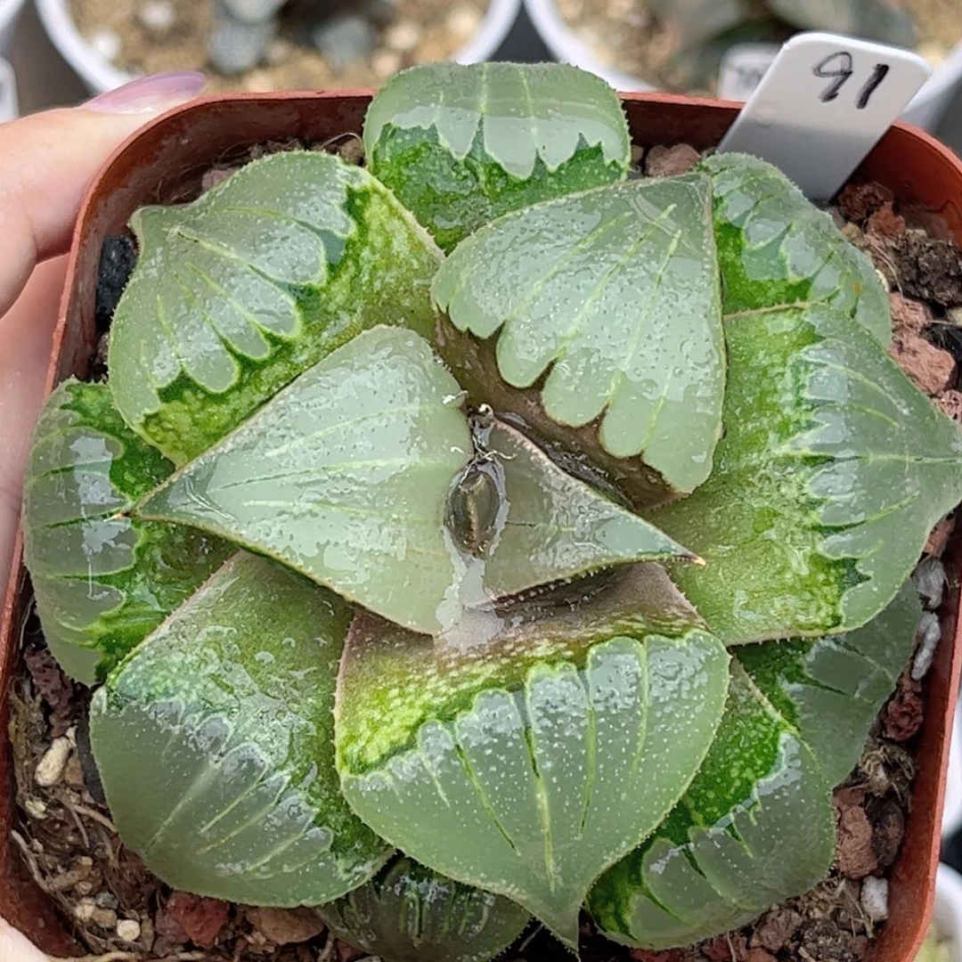 91媚凤芭提雅福利专场
