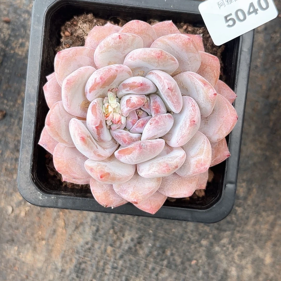 阿雅园艺。     5040
