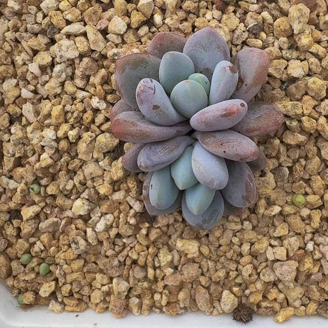 橙龙 双头 一物一拍