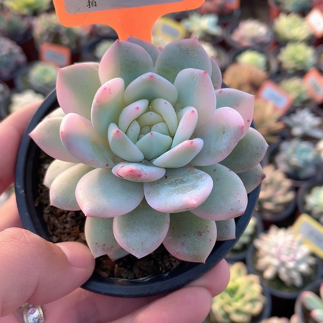 1407号梦露锦多肉植物