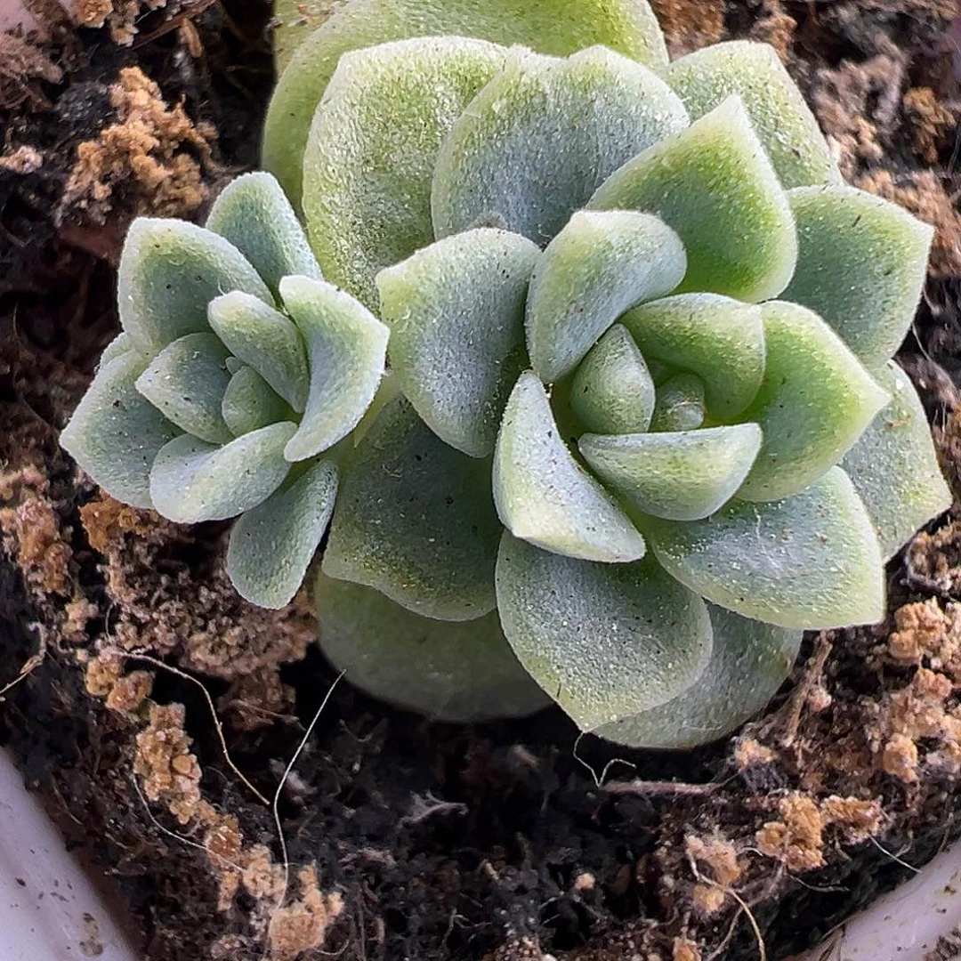 双头833甜心一物一拍