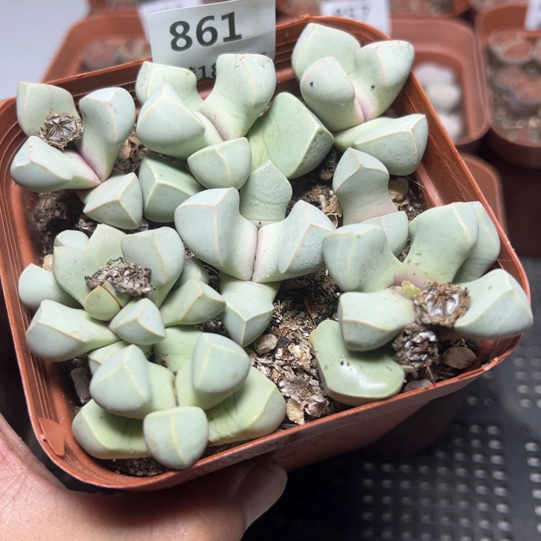 【闪购商品】861。