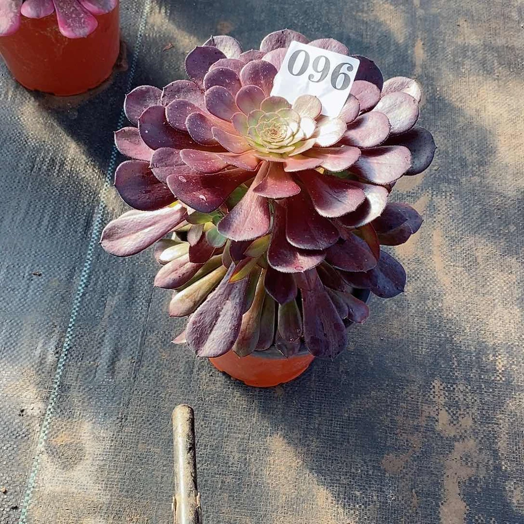 ?****黑铜壶096多肉法师