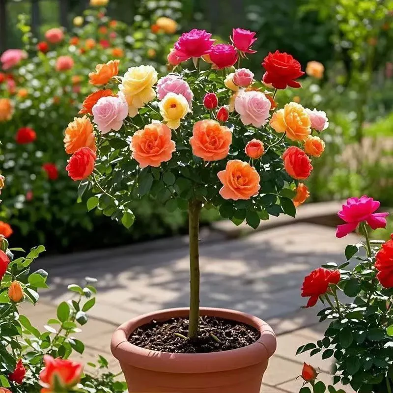 多色玫瑰花棒棒糖 树状月季四季开花庭院盆栽