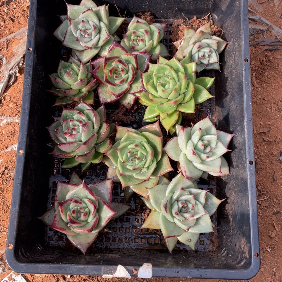 无花朵若如东云单拍B452