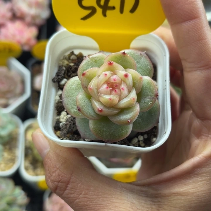 云岚珍妮单头5473