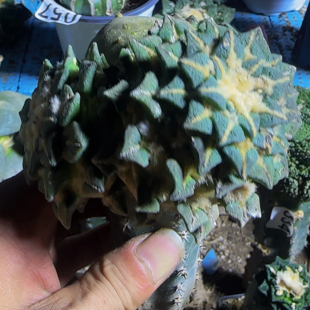 大黑牡丹群头411仙人球