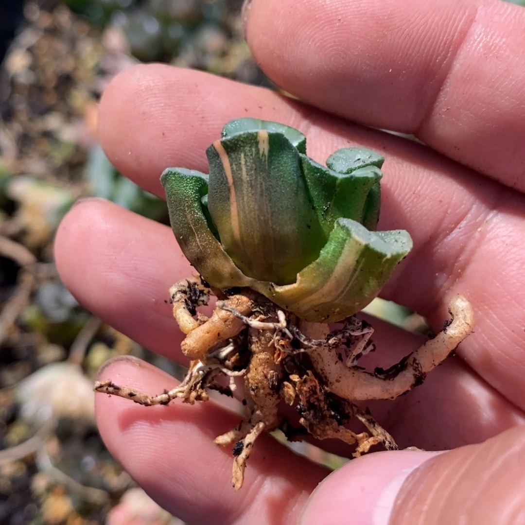 井***组2741 一颗福利。