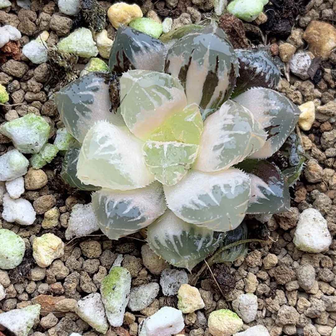 100糊斑红岩玉露锦福利专场