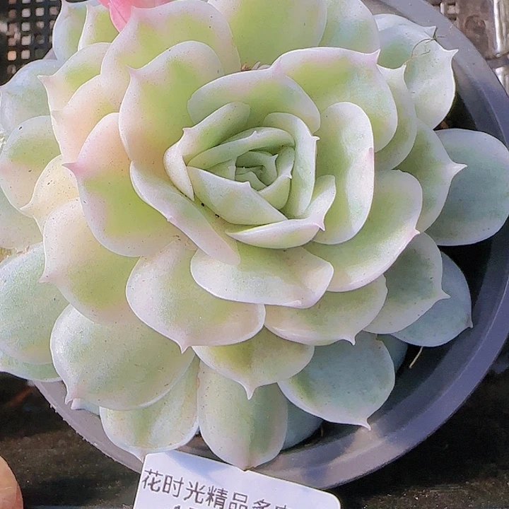 花时光精品多肉62