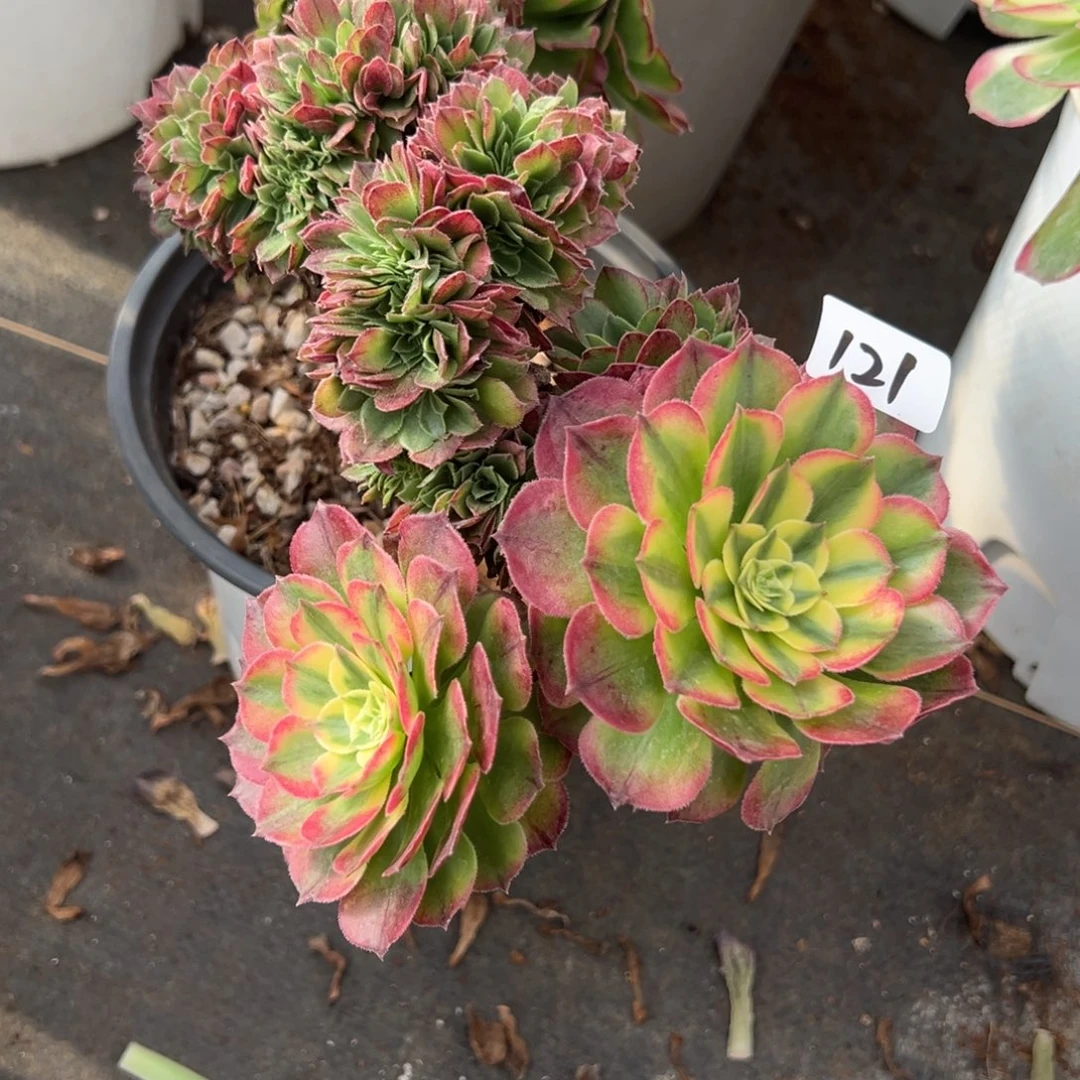 121海王缀多肉嘻嘻嘻