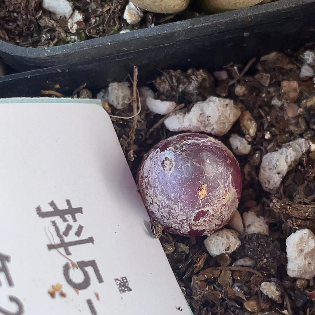 5-68灯泡多肉植物