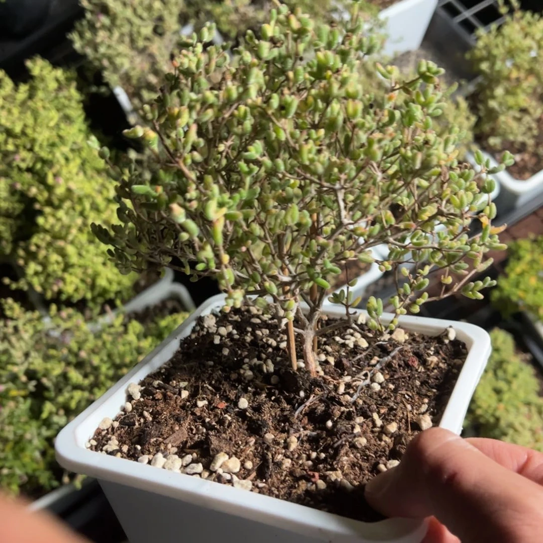 紫砂糖锦130盆老桩造型桩