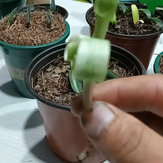 皮***哥无花朵君子兰小苗君子兰小苗君子兰
