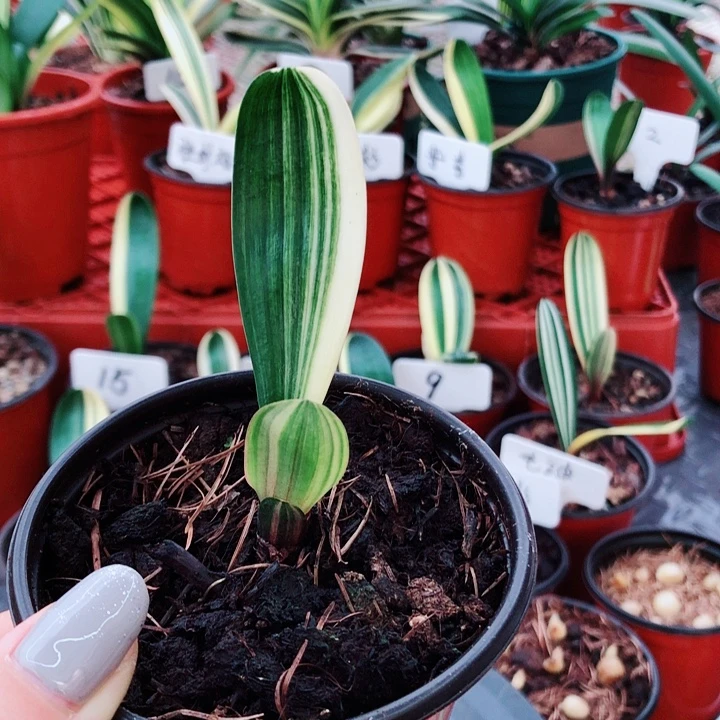 用***2完全开放大春精品君子兰开花