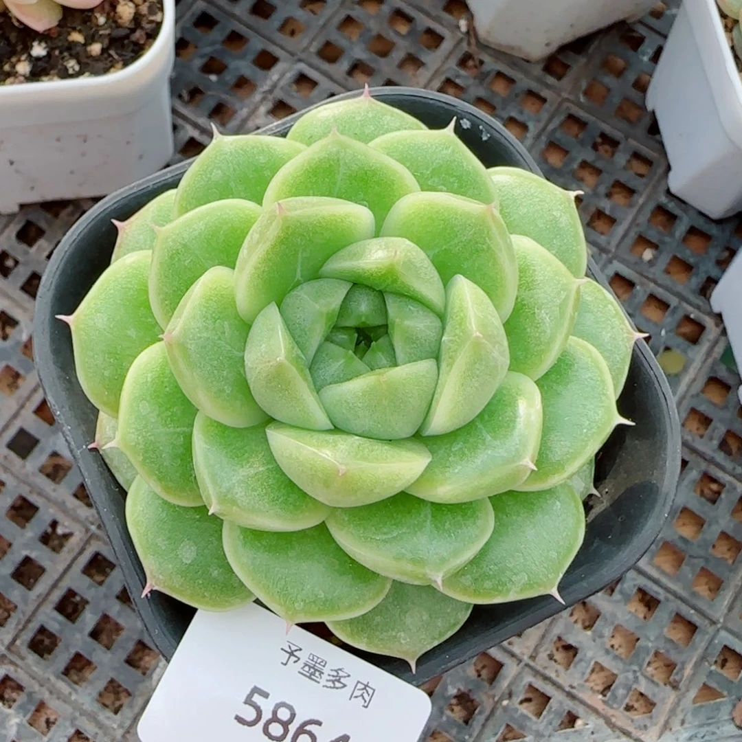 珍妮麦，5864多肉植物