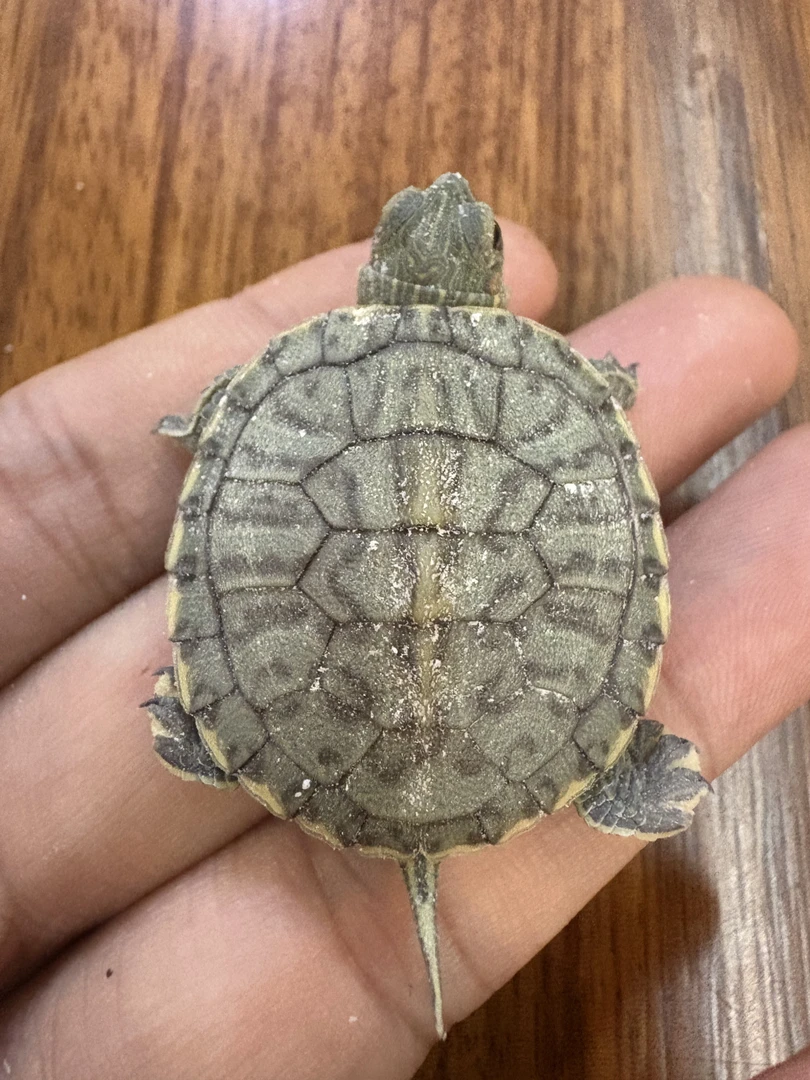 变异巴西基因原色苗子