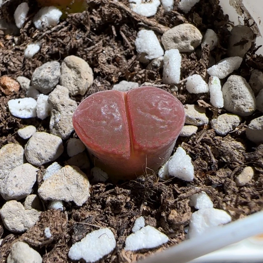 肉锥多肉植物组合-极红矮胖730