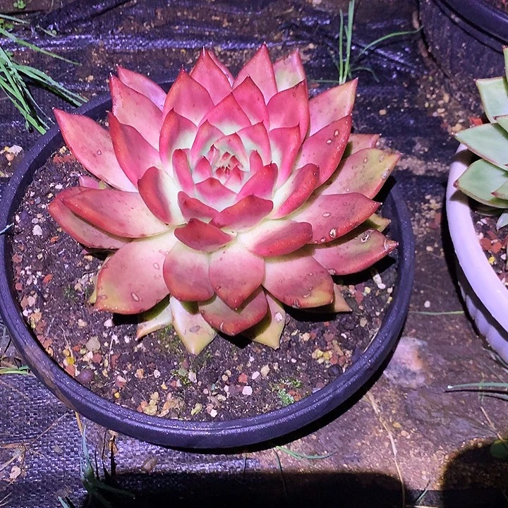 有伤特价美肉特价活动开始啦