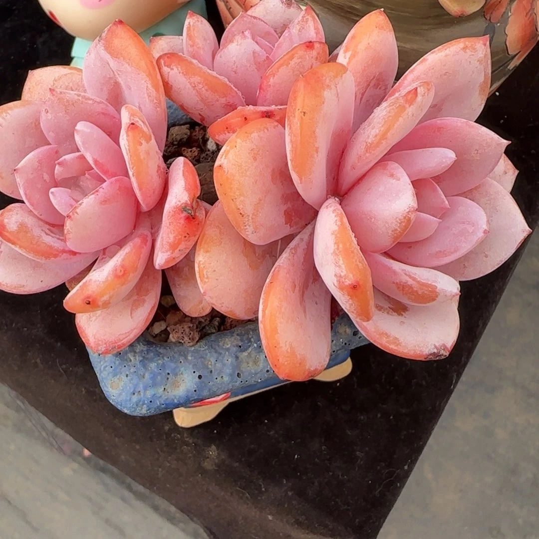 韩版奶三头一颗一颗