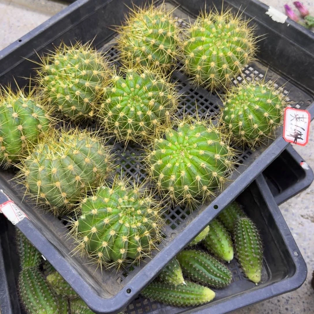 360毛清164歪无根侧牙6公分左右，20包邮