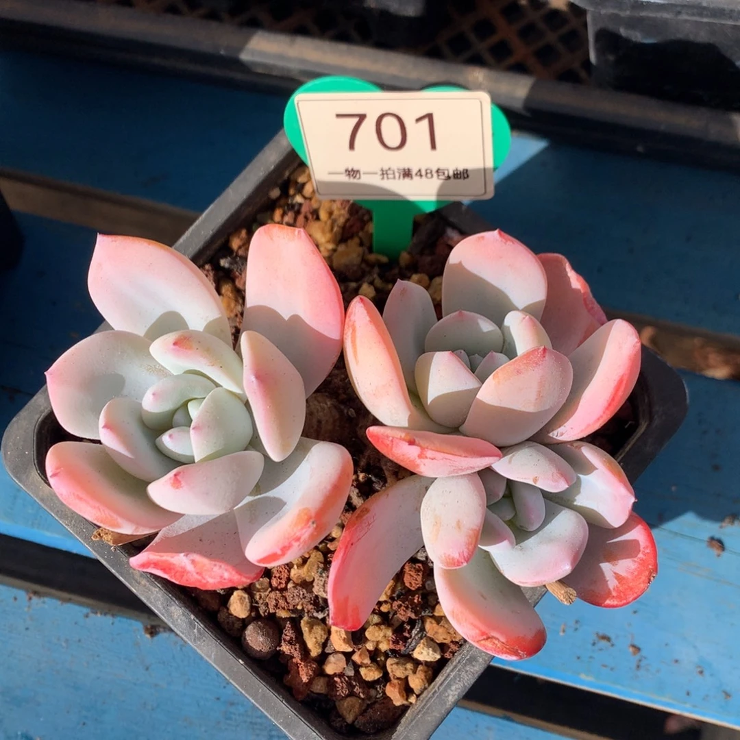 红皮韩版奶茶老桩701