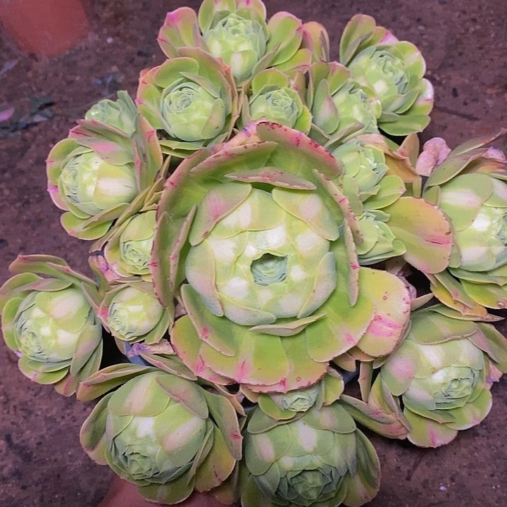 多肉植物保护研究所