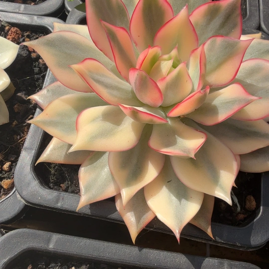 红莲锦多肉锦植物
