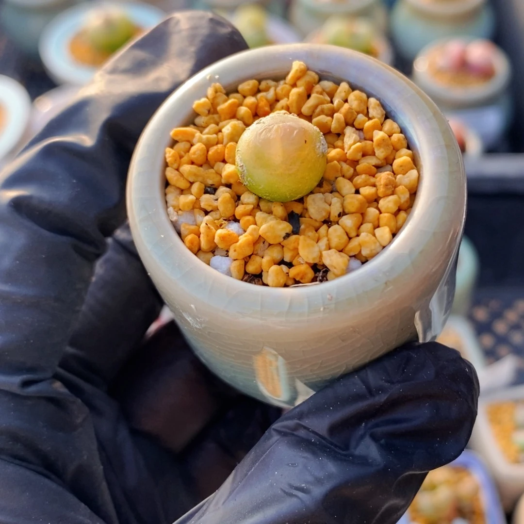 4644-一物一拍 带盆